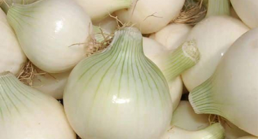 Výhody a poškození bílé cibule, odrůd odrůd, pravidla skladování a sklizně